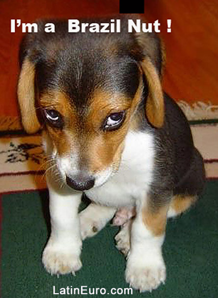 Date this beautiful Brazil girl Brazil Nut from  BR585